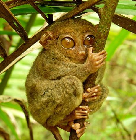 Tarsiers