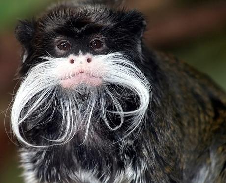Emperor Tamarins