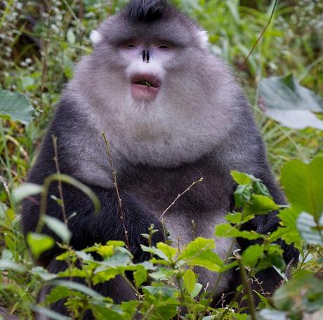 Black Snub-nosed Monkey