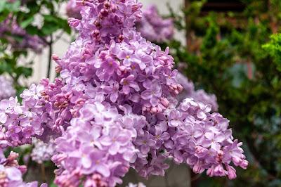 Easter eggs, lilacs, rose, lilacs, Easter eggs