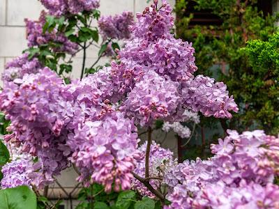 Easter eggs, lilacs, rose, lilacs, Easter eggs