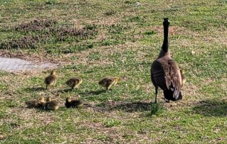 My April Reading Wrap-Up