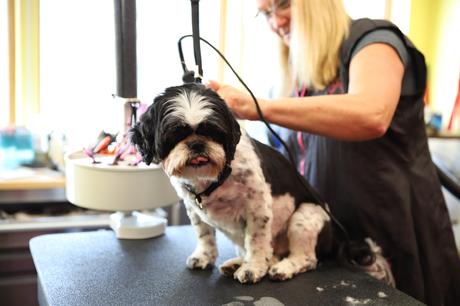 Where to Find the Best Pet Grooming Courses in Malaysia Top Rated Professional Dog Groomer | Darla's Paw Prints
