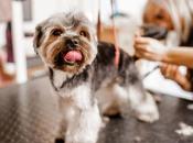 Where Find Best Grooming Courses Malaysia