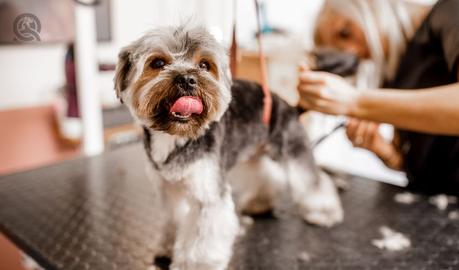 Where to Find the Best Pet Grooming Courses in Malaysia Pet Grooming Course Malaysia Price - Movement Life