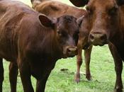 Cows Don't Worry