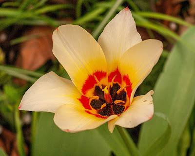 Tulip mania