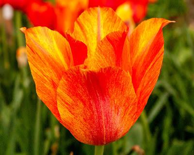 Tulip mania