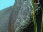 285. Dominican Film Director Nelson Carlo Santos Arias' Fourth Feature "Pepe" (2024) Built Original Screenplay: Fascinating, Multi-layered Cinematic Work That Uses "talking" Hippopotamus Dead Present History Of...