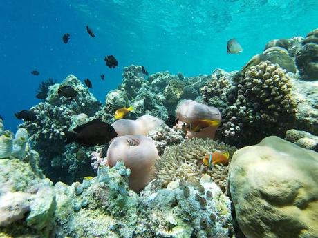 Marvelous Maldives: 5 Reasons to Choose Sun Siyam Resorts Marvelous Maldives: 5 Reasons to Choose Sun Siyam Resorts