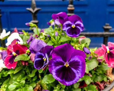 A plethora of pansies