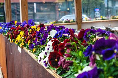 A plethora of pansies