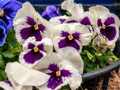 A plethora of pansies