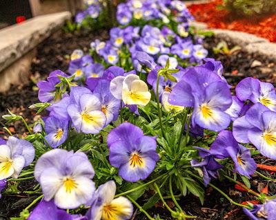 A plethora of pansies