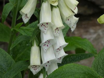 A Small Pleasure A Small Pleasure