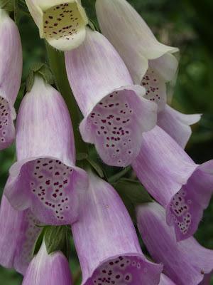 A Small Pleasure A Small Pleasure