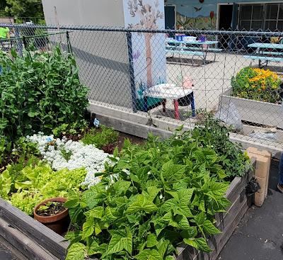 HOW DOES YOUR GARDEN GROW? A Visit with Mrs. Best’s Kindergarten Class, Haynes School, Los Angeles, CA