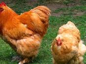 Things Consider Before Raising Backyard Chickens