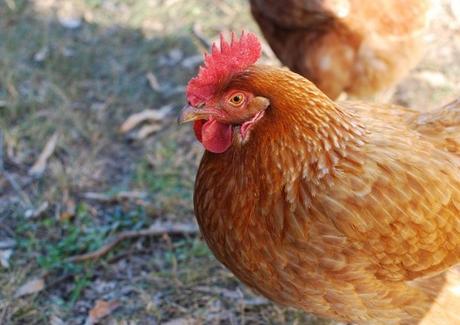 Ten Things to Consider Before Raising Backyard Chickens Ten Things to Consider Before Raising Backyard Chickens