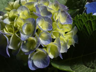 Deep Greens and Blues Are the Colors I Choose . . .