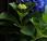Deep Greens Blues Colors Choose