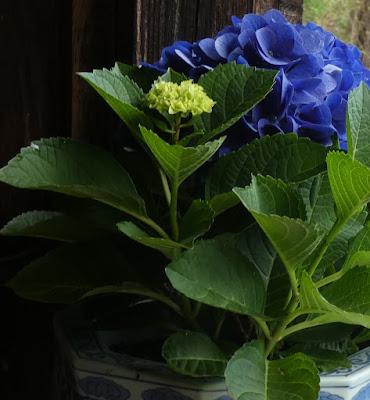 Deep Greens and Blues Are the Colors I Choose . . .