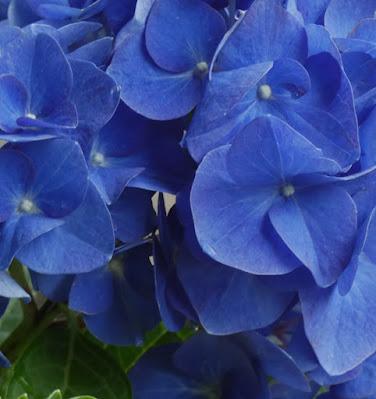 Deep Greens and Blues Are the Colors I Choose . . .