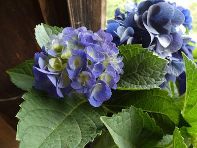 Deep Greens and Blues Are the Colors I Choose . . .