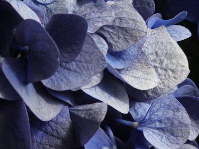 Deep Greens and Blues Are the Colors I Choose . . .