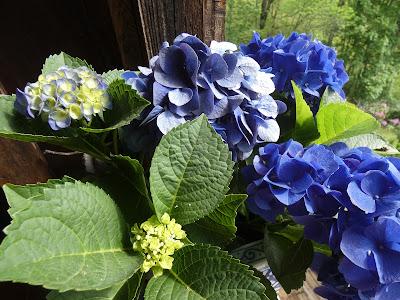 Deep Greens and Blues Are the Colors I Choose . . .