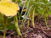 Little House Among Bean Plants [ChatGPT]