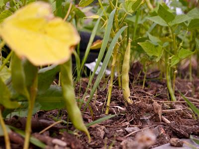 Little house among the bean plants [ChatGPT]