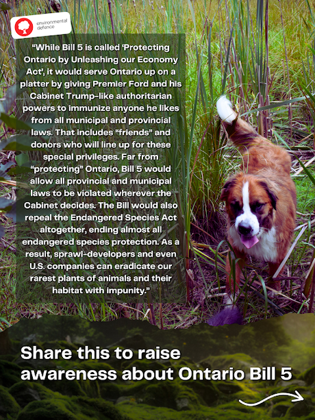 Help Hazel STOP BILL 5 in Ontario that will destroy the Endangered Species Act