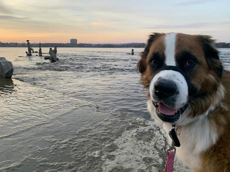 Help Hazel STOP BILL 5 in Ontario that will destroy the Endangered Species Act