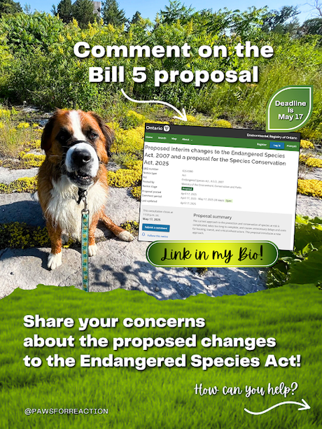 Help Hazel STOP BILL 5 in Ontario that will destroy the Endangered Species Act