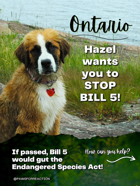 Help Hazel STOP BILL 5 in Ontario that will destroy the Endangered Species Act