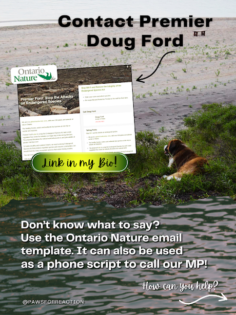 Help Hazel STOP BILL 5 in Ontario that will destroy the Endangered Species Act