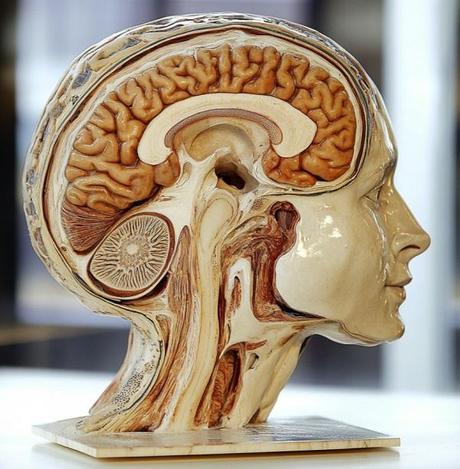 10 Fascinating Facts You Didn't Know About the Brain