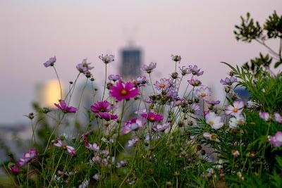 Friday Fotos: Five Flower Mandalas