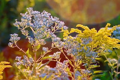 Friday Fotos: Five Flower Mandalas