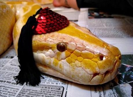 10 Essential Things to Consider Before Getting a Pet Snake