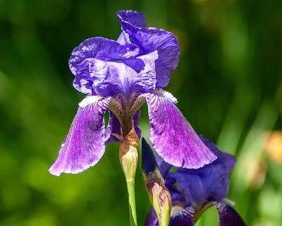 Irises, two of them