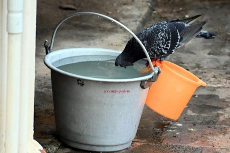 Summer !! - a thirsty Pigeon ! Summer !! - a thirsty Pigeon !
