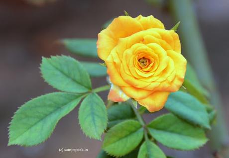 Yelloweeeee ~  are you Yellow fan ?