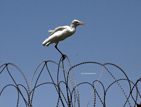Bird on barbed fence !!