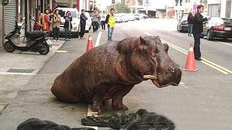 the sad tale of Ahe, the hippo at Taiwan (on road)