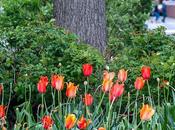 Peeka-boo Tulips