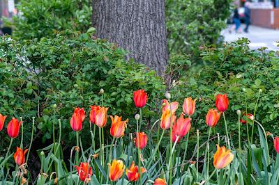 Peeka-boo and tulips