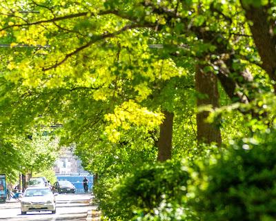 Peeka-boo and tulips