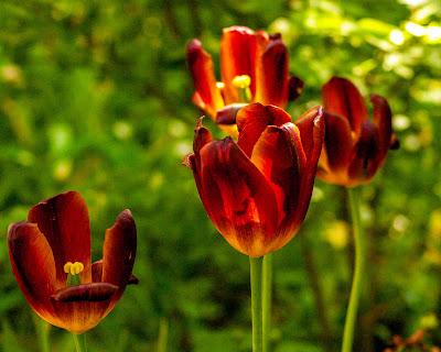 Peeka-boo and tulips